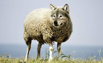 wolf-in-sheeps-clothing-2577813_640 (1)